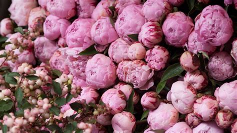 Pink Peony Wallpapers (57+ images)