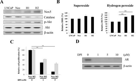 Srebp Induces Cell Proliferation And Progression Through Alterations