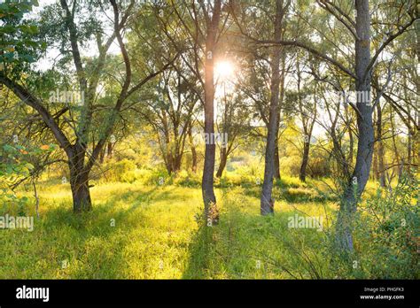 Green Sunny Park Stock Photo Alamy