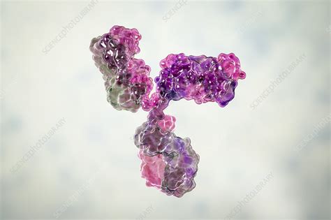 Immunoglobulin G Antibody Molecular Model Stock Image F