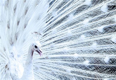 Premium Photo White Peacock Opening Feathers The Most Beautiful White Peacock