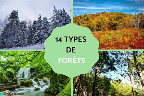 Types De For Ts Caract Ristiques Et Photos