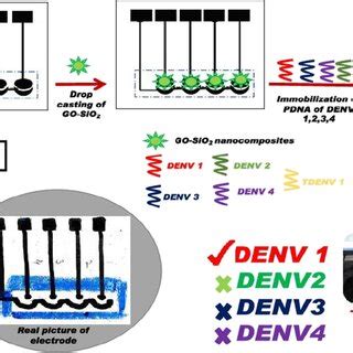 Fabrication Of The Multiplexed Paper Sensor For Dengue Serotype