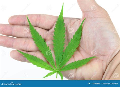 Hojas Verdes De Cannabis Aisladas En Fondo Blanco Imagen De Archivo