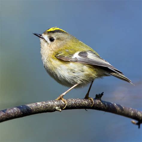 All about the Goldcrest - GardenBird