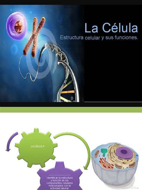 Clase 2 Biologia Celular Pdf Citoplasma Biología Celular