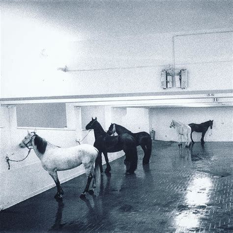 Jannis Kounellis Untitled 12 horses 1969 Photo iconique d une œuvre