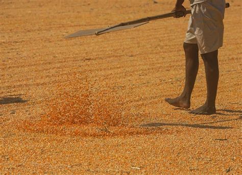 Corn Harvest The Manila Times