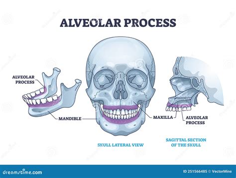 Alveolar Process Of Maxilla And Mandible