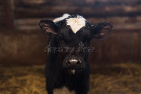 Calf on the Farm. Inside the Farm is a Cute Baby Cow. a Lot of Hay ...