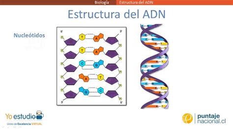 Estructura Del Adn Youtube