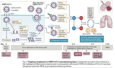 The Role Of Complement In Covid 19 Pathogenesis Immunopaedia