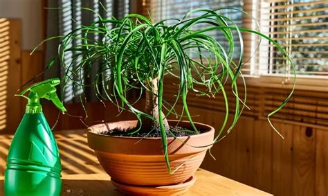 How To Propagate Ponytail Palm The Garden Bug Detroit