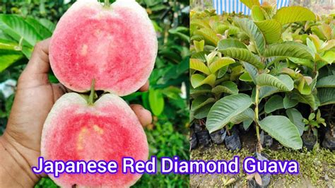 Japanese Red Diamond Guava Garfting And Plant Available Hai Contact