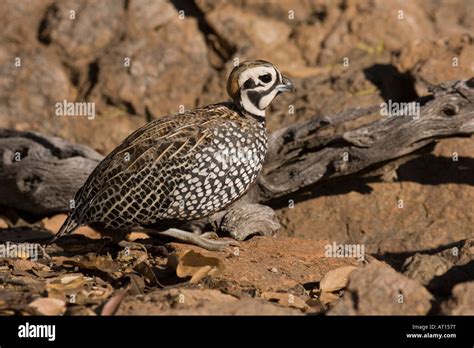 Montezuma Quail Male Cyrtonyx Montezumae Stock Photo Alamy