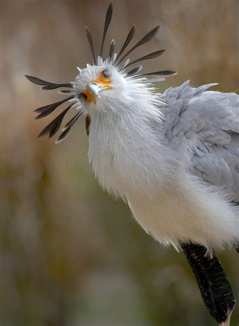 Secretary Bird | San Diego Zoo Animals & Plants