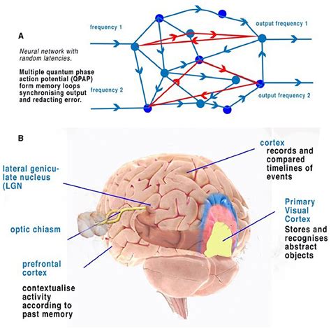 Frontiers Neurocomputational Mechanisms Underlying Perception And