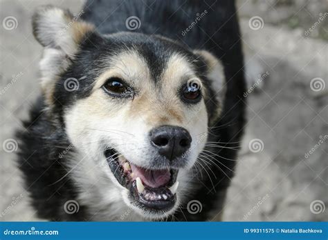 Portrait of a Funny Toothless Dog Looks Up and Smiles Cheerfully Stock ...