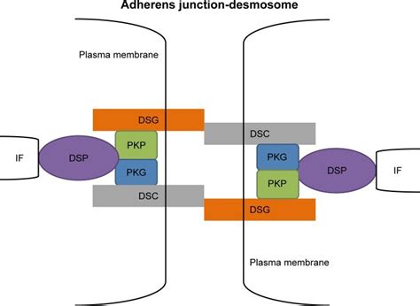 A model for the structure of desmosomes. | Download Scientific Diagram