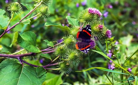 Vanessa Atlanta Or Red Admiral Butterfly Gathers Nectar On Greater