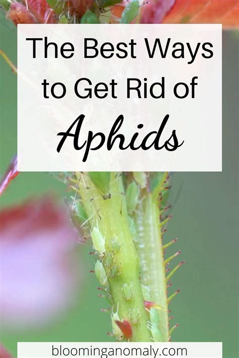 Get Rid Of Aphids Artofit