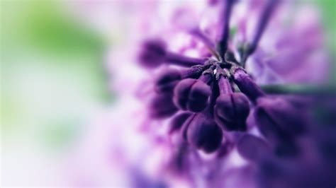 Online crop | purple hyacinth, nature HD wallpaper | Wallpaper Flare