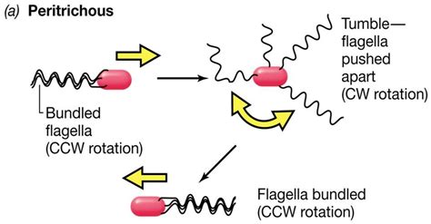 The Mechanism Behind Bacterialprokaryotic Motility Hubpages