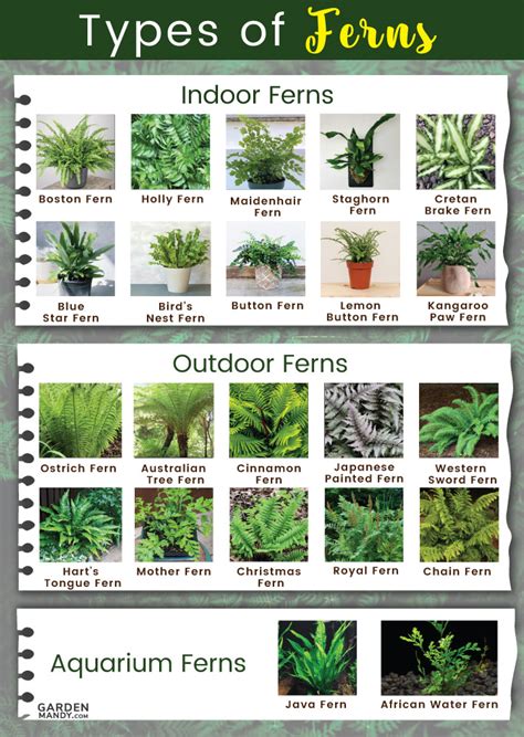 Top 10 types of fern plants ideas and inspiration