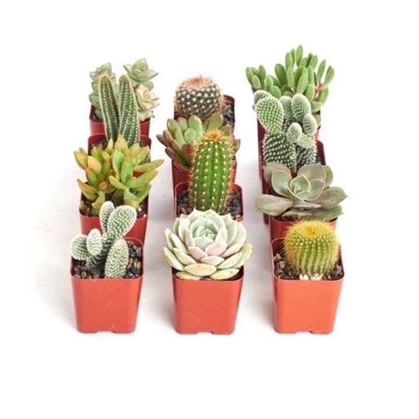 Buy For Rm Real Life Cactus Succulent Pokok Hidup Cacti Kaktus