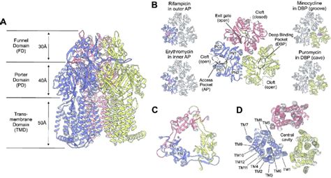 Structure Of Asymmetric Acrb Comprising Three Protomers In The Loose