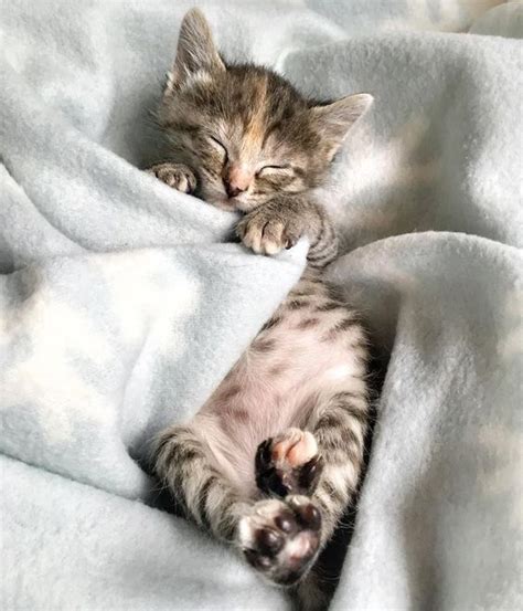 Daily Dose Of Cute 5 Kittens Who Will Get You Through The Cold Weather