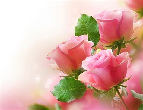 Descargar Imagenes De Rosas Imagenes De Rosas Hermosas Para Descargar