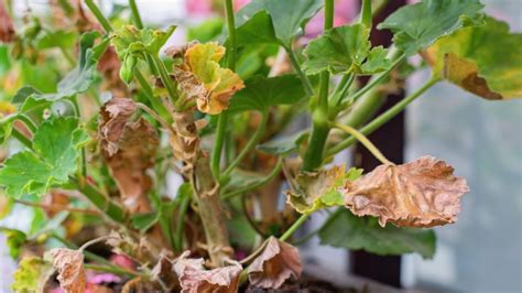 El Truco Casero Para Eliminar Todo Tipo De Plagas De Las Plantas Del