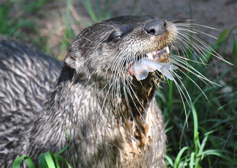 North American River Otter Alexandria Zoo