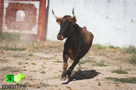 X Toros Capea En La Plaza De Toros De Pastrana