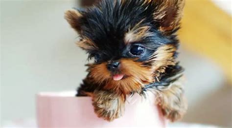 Teacup Dogs: 10 of the Tiniest Dog Breeds You'll Ever See | The Dog ...