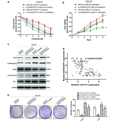 Kcnq Ot Promotes Tscc Progression Via Mir P Mediated