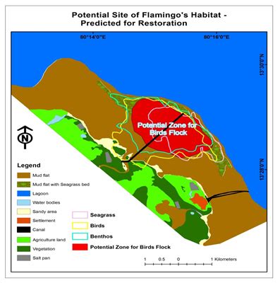 Habitat restoration of Flamingos in Pulicat – JSCMWR