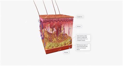 Premium Photo The Skin Is Made Up Of Several Layers Of Tissue The