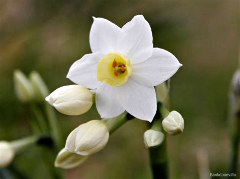 Narcissist Flower December Flower Sean And Kaia Beautiful Flowers Pictures Beautiful