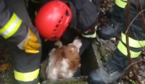 Perugia Cane Cade In Un Pozzo Salvato Dai Vigili Del Fuoco