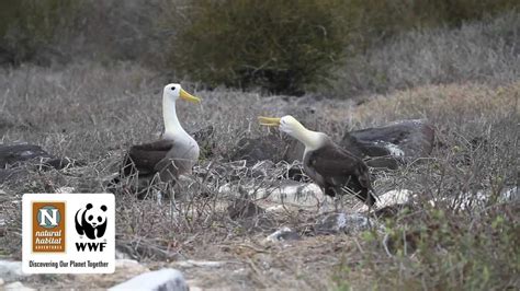 Waved Albatross Mating Dance In The Galapagos Islands Youtube