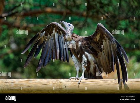 Hooded vulture - Necrosyrtes monachus Stock Photo - Alamy
