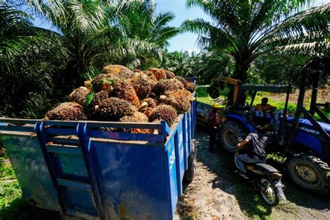 Labor Crunch In Palm Oil Industry Sparks New Tech Innovation Bloomberg