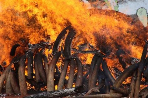 Ivory Burned In Kenya Others