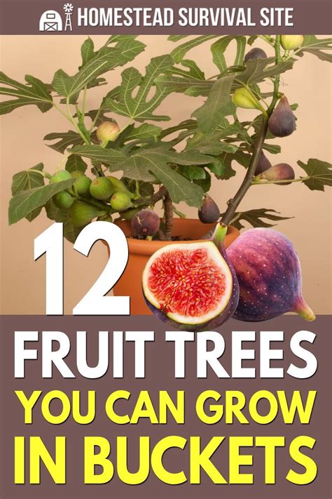 15 Fruit Trees You Can Grow In Buckets Artofit