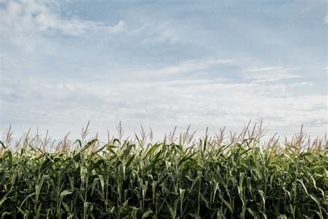 Scenic View Of Corn Field Against Cloudy Sky Stock Photo