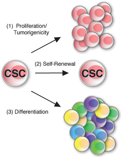 Identification And Targeting Of Cancer Stem Cells Abstract Europe PMC