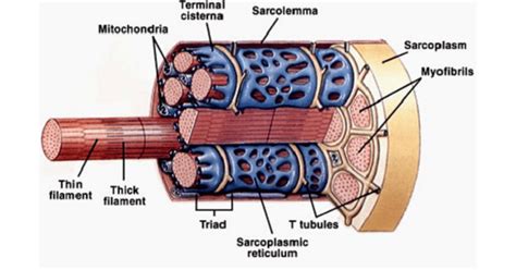 Skeletal Muscle Physiology - Structure & Types Of Muscle Fibers - New