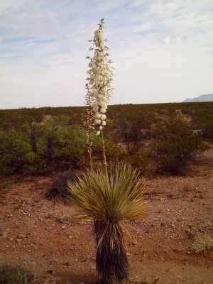 How To Cook Yucca Blossoms Sc Garden Guru